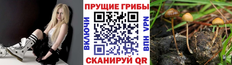 Галлюциногенные грибы Magic Shrooms  Верхний Тагил 